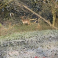 Damhirsch_Suchbild