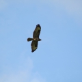 Mäusebussard