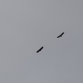 Seeadler