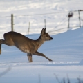 bockrehkitz_winter.jpg