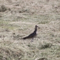 img_0726.jpg