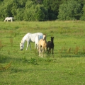 Bild 014