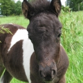 Hallo