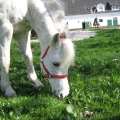 Kinderpony_Joy