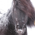 Neuschnee