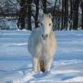Schneepferdchen
