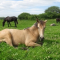 siesta