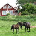 sommerwind