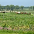 Sommerweide1_hand