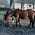 Auslauf_Zweige